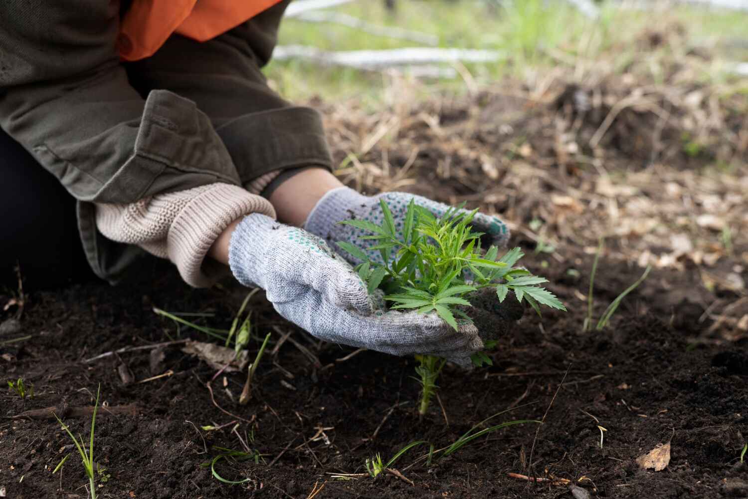 Professional Tree Service in Tuolumne City, CA